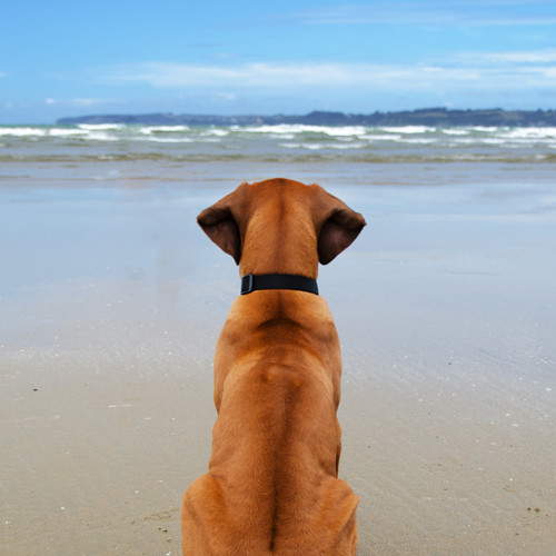 Doggy beach